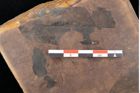 Foto (Detailsansicht) von Quercus palaeoilex Ettingshausen (NHMW-GEO-2024-0188-0812)